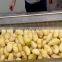Industrial Vegetable Washing Machine With Best Price
