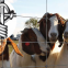 high tensile strength fixed knot goat&sheep wire fence