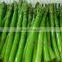 Hot Selling 500g/1kg/2kg/10kg/20kg Green or White Chopped Mixed Vegetables Convenient
