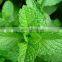 China manufacturer supply peppermint essential oil in bulk with private label