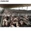 Light steel prefabricated pig farm steel steucture building piggery