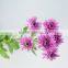 Best quality Cheapest chamomile chrysanthemum