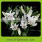Elegant in smell top sell china home decoration flower Lilies
