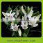Fashion new coming Dutch Quality Lilies