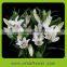 Elegant in smell top sell china home decoration flower Lilies