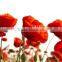 Corn Poppy,Papaver, Flower Seeds , Herb Seed,vegetalbe Seed,fruit Seed,grass Seed