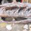 Hot sale fiberglass life size dinosaur skull