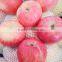 FRESH CHINA FUJI APPLE FOR THAIAND