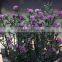 Newest Design Hanging Plant Bonsai Bonsai Plants For Sale