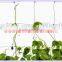 Plant cucumber support netting