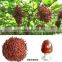 Top quality pure nature Red wine extract powder