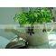 Circular Tinplate Watering Can / Planter Shower /Watering Pot