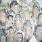 wholesale frozen fresh half shell oyster