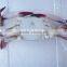 frozen whole three spotted crab with high quality