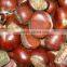 chinese organic hot sale fresh chetsnut