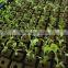 Cultivation phenolic resin hydroponic trays , soil-free trays with holes