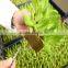 Cultivation phenolic resin hydroponic trays , soil-free trays with holes