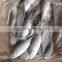 2016 High Quality Seafood Frozen Round Scad