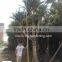 Pandanus Utilis high 4-5m