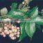 CORDIA DICHOTOMA