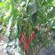 Vegetablel Seed Hot Pepper Seed Greenhouse Pepper Seeds no 53