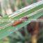 Paddy Plants Pest Stem Borers Killer 63% Monosultap WP Low Toxicity to Fish but High Toxicity to Silkworm