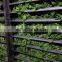 Asiatica leaf/wholesale centella asiatica from Vietnam