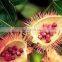 Premium Quality Red Annatto seeds/Best shelling natural dried annatto seed from Vietnam