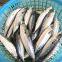 Premium Frozen Mackerel Fish Bulk Hot Sale Seafood Frozen Whole Round Pacific Fish Mackerel