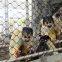 Good Tolerance Cage The Birds In The Net Convenient Transportation