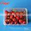 Clear Transparent Plastic Packaging Box Clamshell Billster Packaging Container 500 Gram