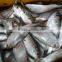 FROZEN DOTTED GIZZARD SHAD FISH W/R - SIZE 4/6