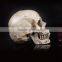 PVC animal skull figures,Plastic human skull figurines,skull model,