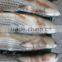 Frozen grey mullet gutted and scaled