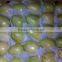 fresh egyptian white guava