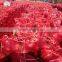 ONION Origin Egypt