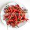 2016 New F1 hybrid popular red hot pepper seeds