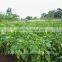 Korean Chili Pepper Hybrid Asian Vegetable Seeds with Good Quality & High Yield