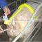 Jiangs Insemination Frame For Pig A.I.Yellow Color