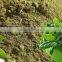 TULSI POWDER EXTRACT
