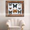 butterfly in wooden frame for collection and gifts