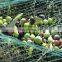 Olive tree nets made from HDPE monofilament in orange color