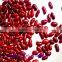 British bark red kidney beans(heilongjiang)