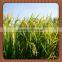 White Crystal Ammonium Sulphate Uses