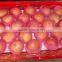 Yantai red fuji apple