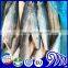 FROZEN KINGFISH SPANISH MACKEREL