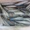 Frozen Pacific Mackerel Fish Whole Round