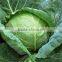 Kale Powder