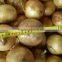 China Leading wholesale Professional Onion in Bulk