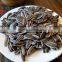 Sale Big sunflower seeds by Factory Supply